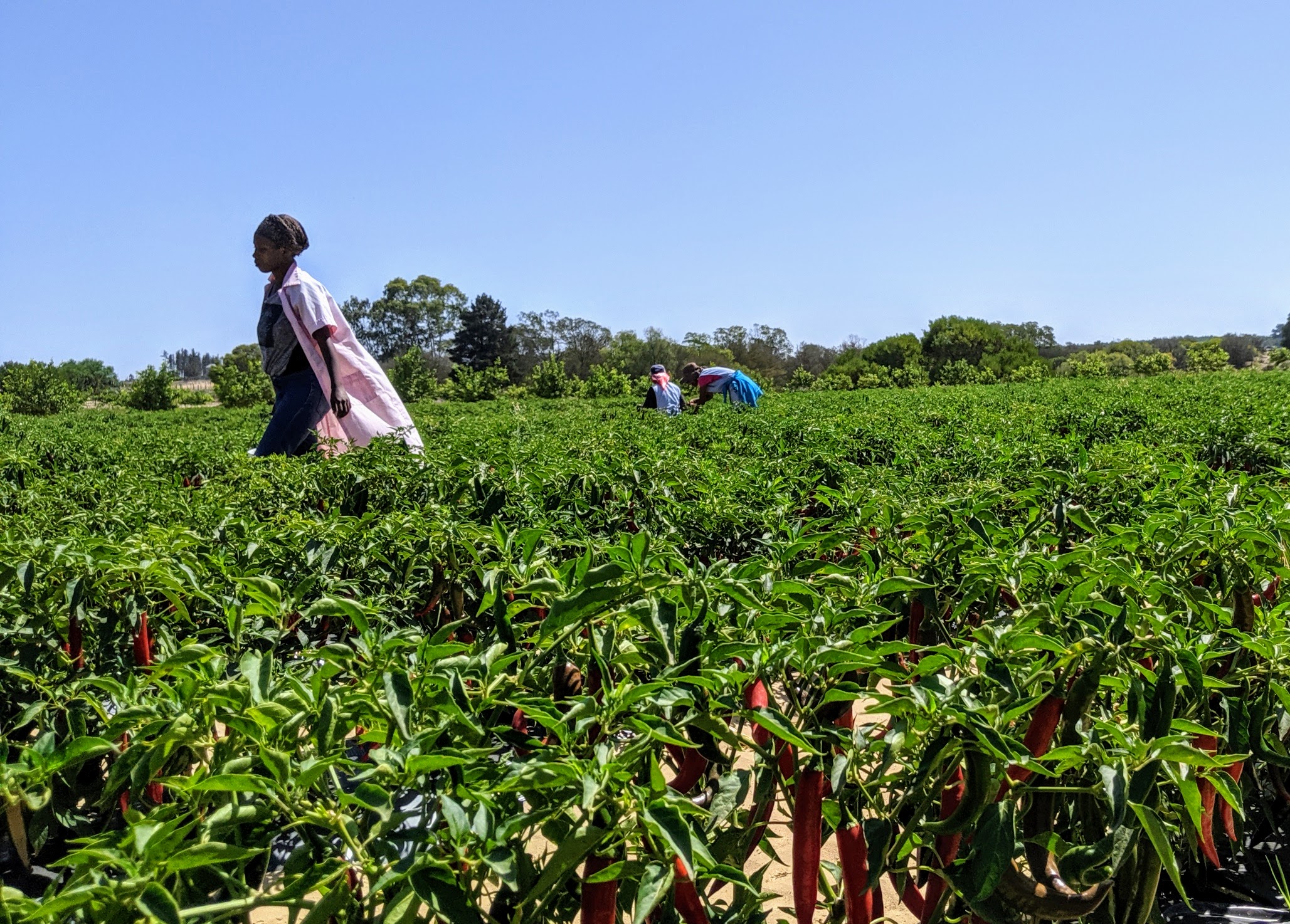 South African Fair Trade Practises Farm - African flavor