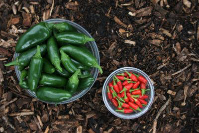 African-chillies-001