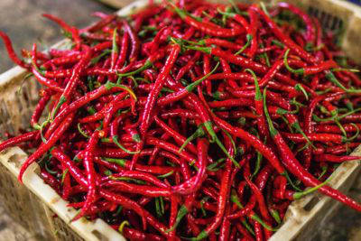 why-humans-love-hot-sauce-chillies