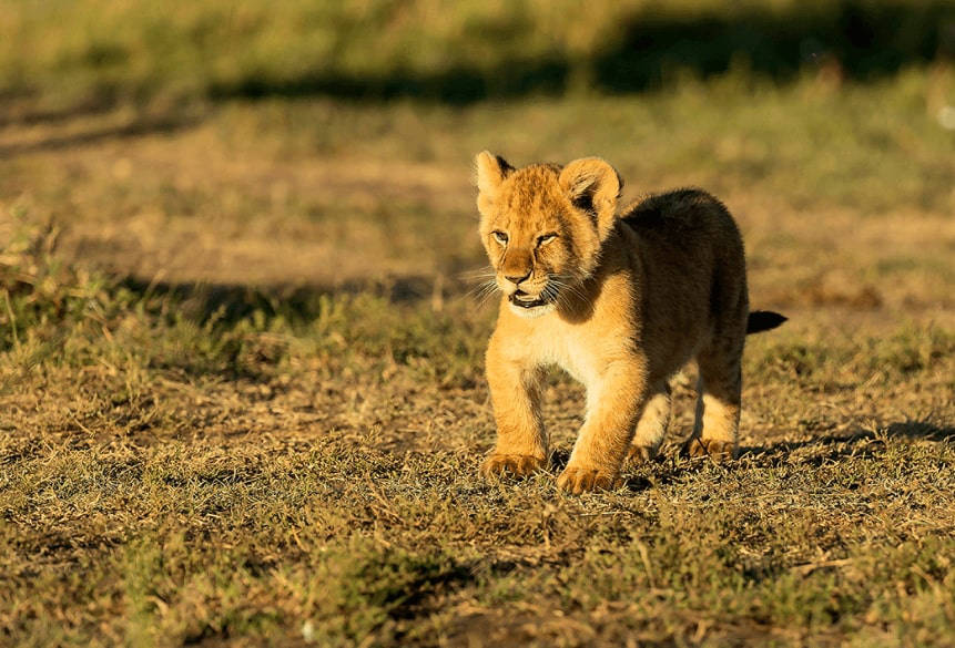 plight-african-wildlife-lion-cub