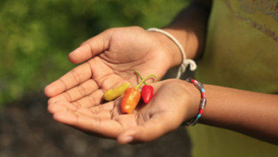why-humans-love-hot-sauce-chillies-in-hand