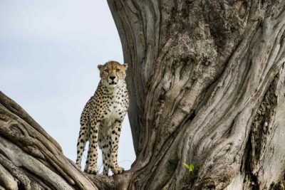 Cheetah Wildlife Plight