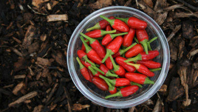 history-of-peri-peri-peppers-in-bowl