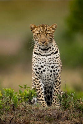 Leopard-conservation