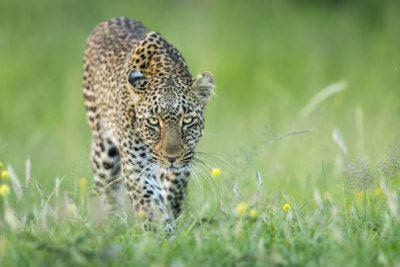 Leopard-stalking