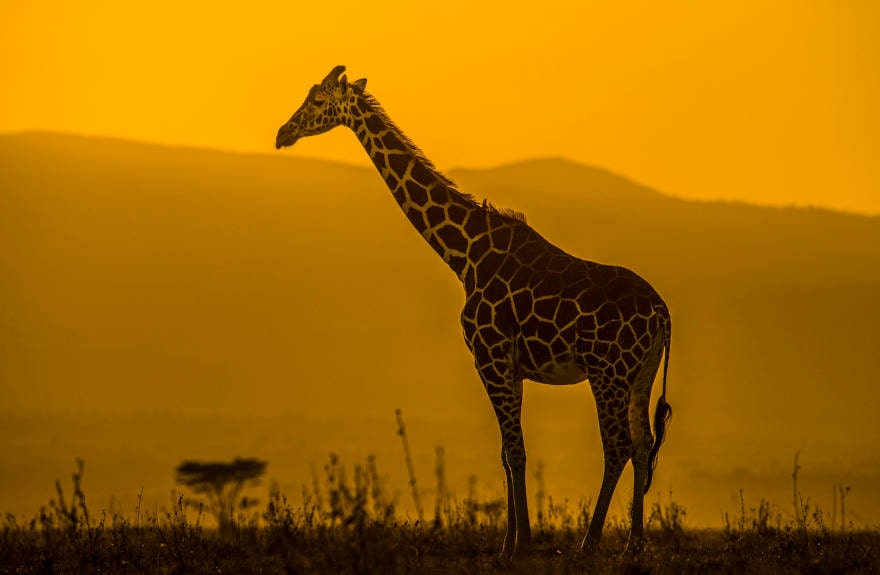 Giraffe-Sunset-@tomsvensson