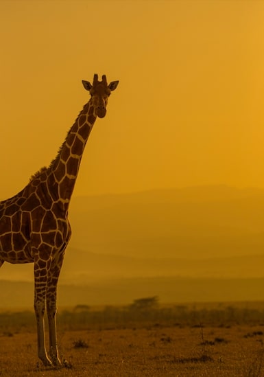 Giraffe-dusk