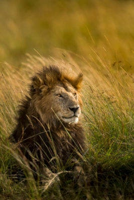 Lion-Male