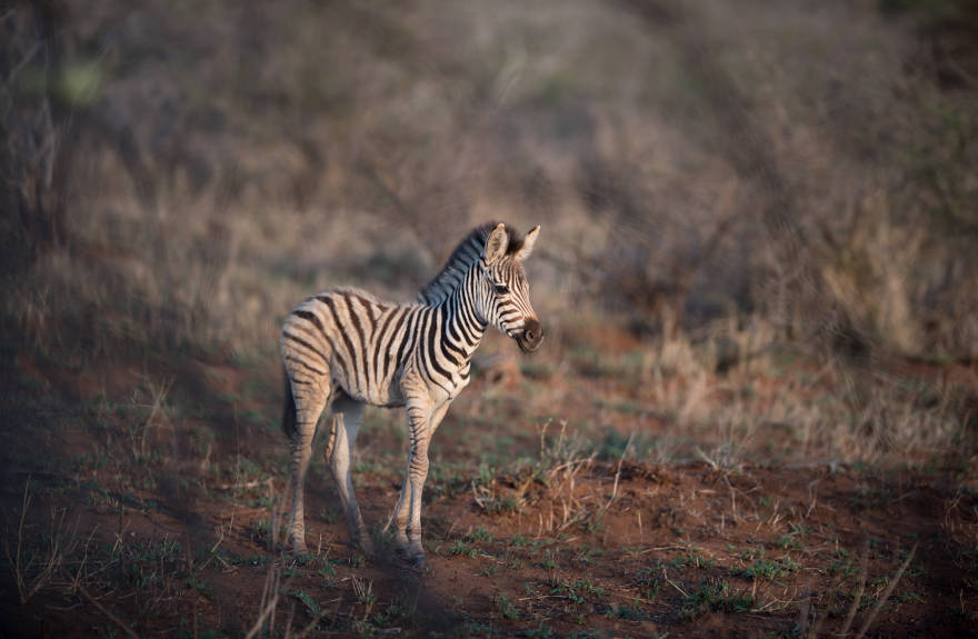 save-the-zebra-baby-zebra