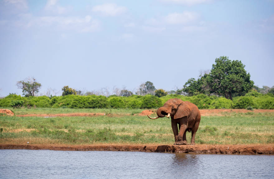 chobe-best-african-safari-elephant
