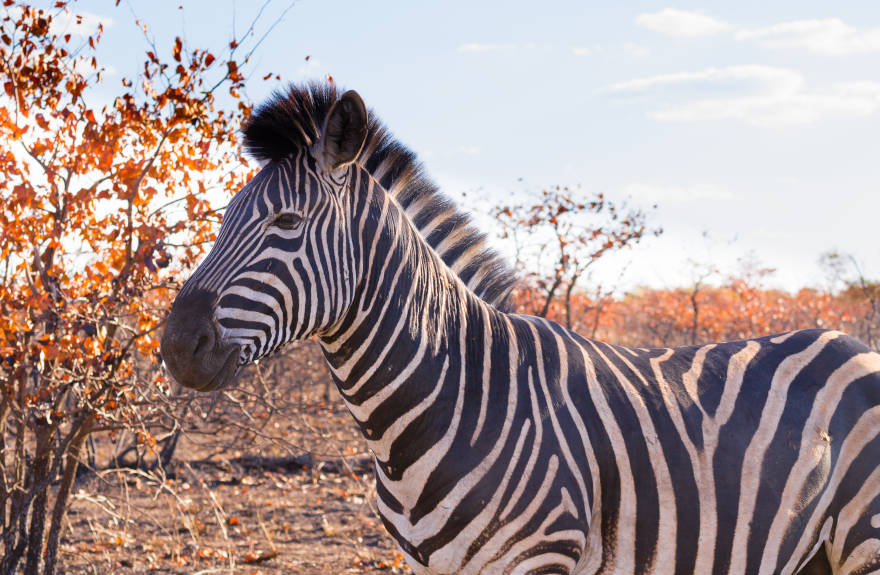 Kruger-best-african-safari-zebra
