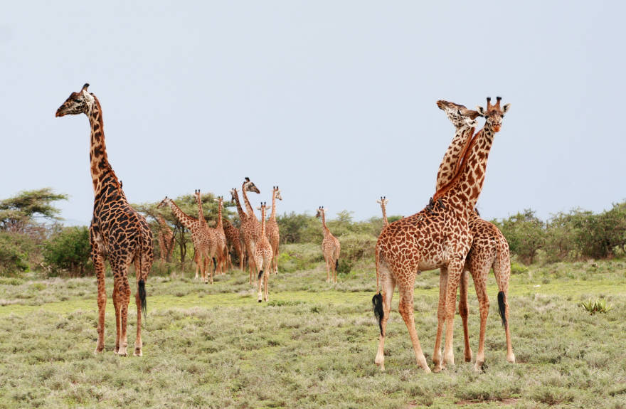 Best-Safari-Serengeti-Giraffes
