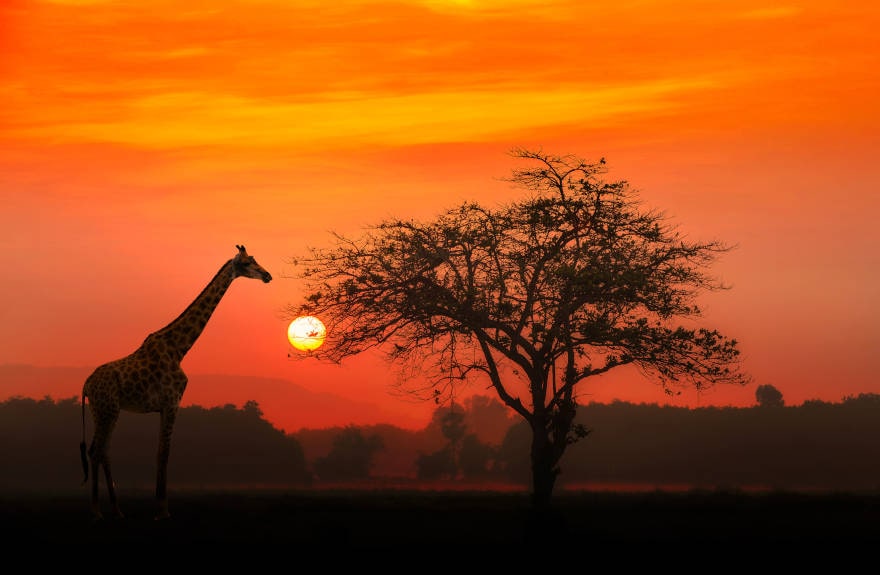 Best-Safari-Sunset