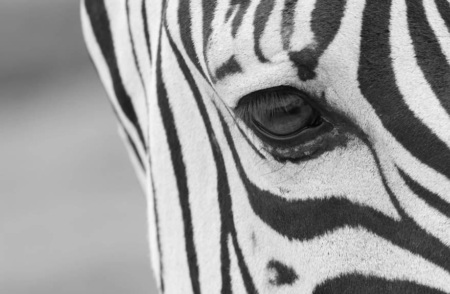 closeup-zebra-save-the-zebra