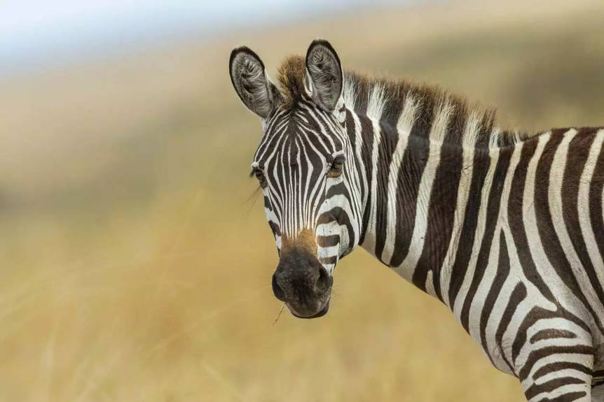save-the-zebra-hermis-zebra