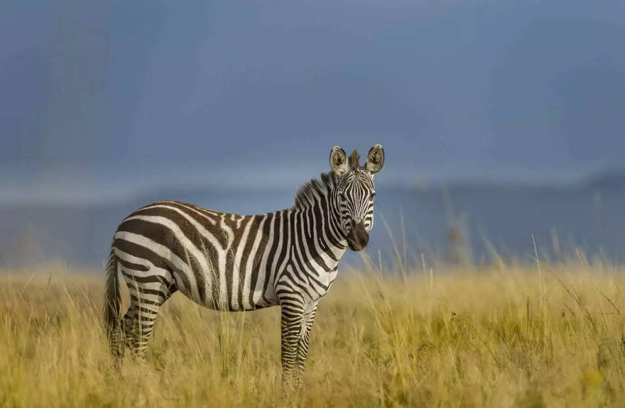 hermis-zebra-save-the-zebra
