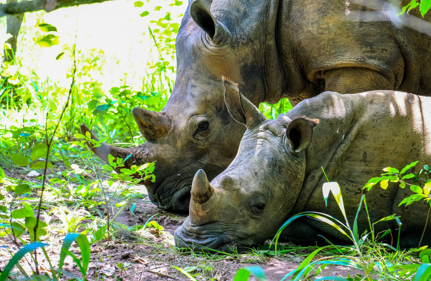 save-the-rhino-baby