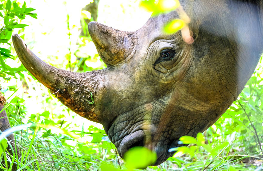 save-the-rhino-close-up