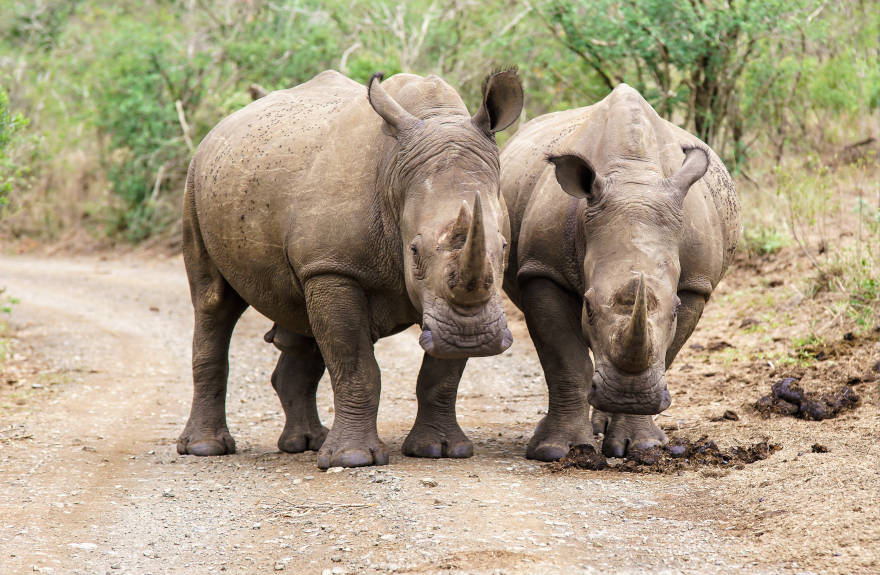 save-the-rhino-two-rhinos