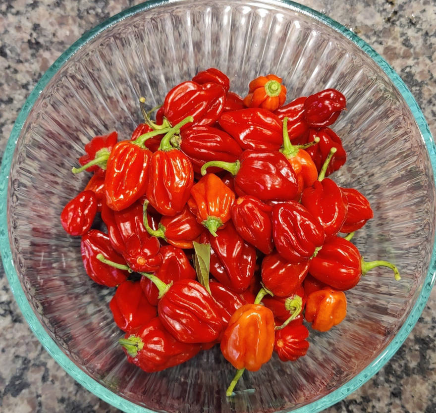 African-chillies-ghost-pepper